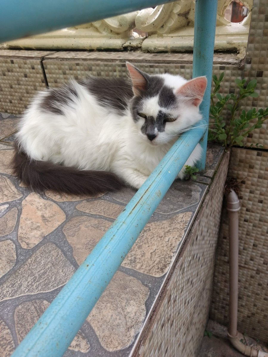 Clínica Veterinária Dr. de Bichos