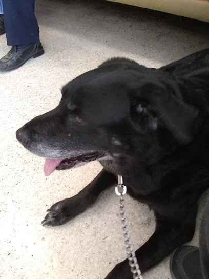 Olive Veterinary Hospital