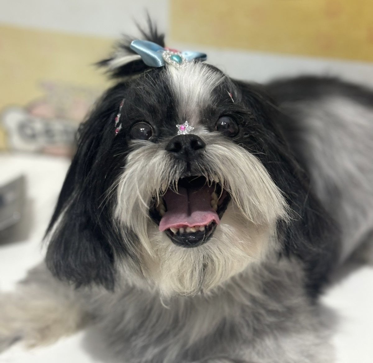 Clinica Veterinária Arca de Noé