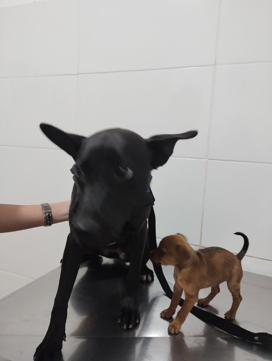 Clínica Veterinaria Manoel Honorio