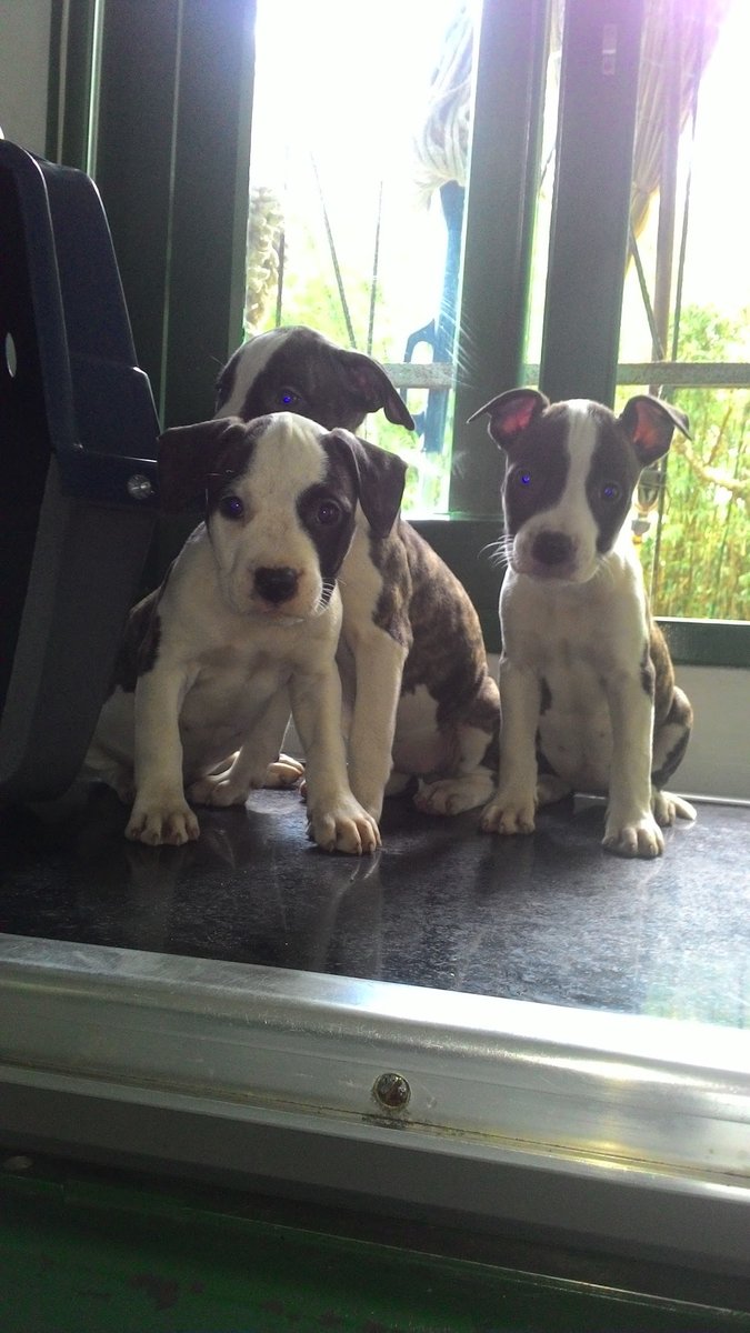 Clínica Veterinária Animal