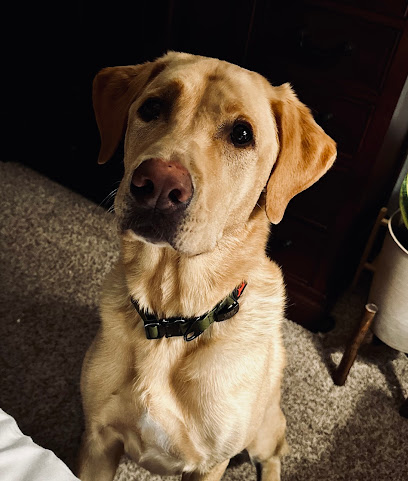 Peaceful Pets Pet Care LLC