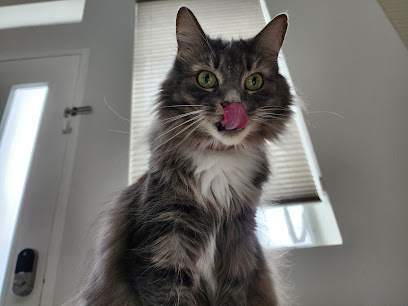 Pawsitive Attention Pet Services