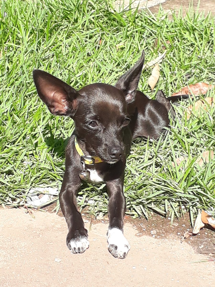 Clínica Veterinária Morada da Serra