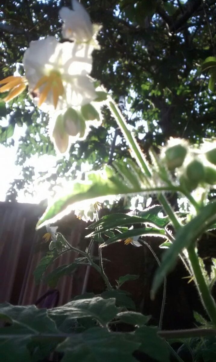 Zooclin Clínica Veterinaria