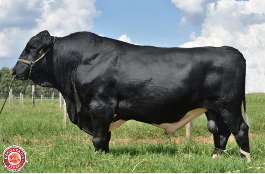 Democracia do Semen Comércio e Reprodução Animal