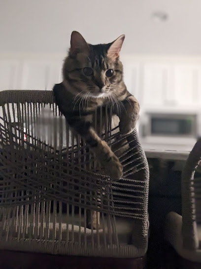 Chattahoochee Collar Club