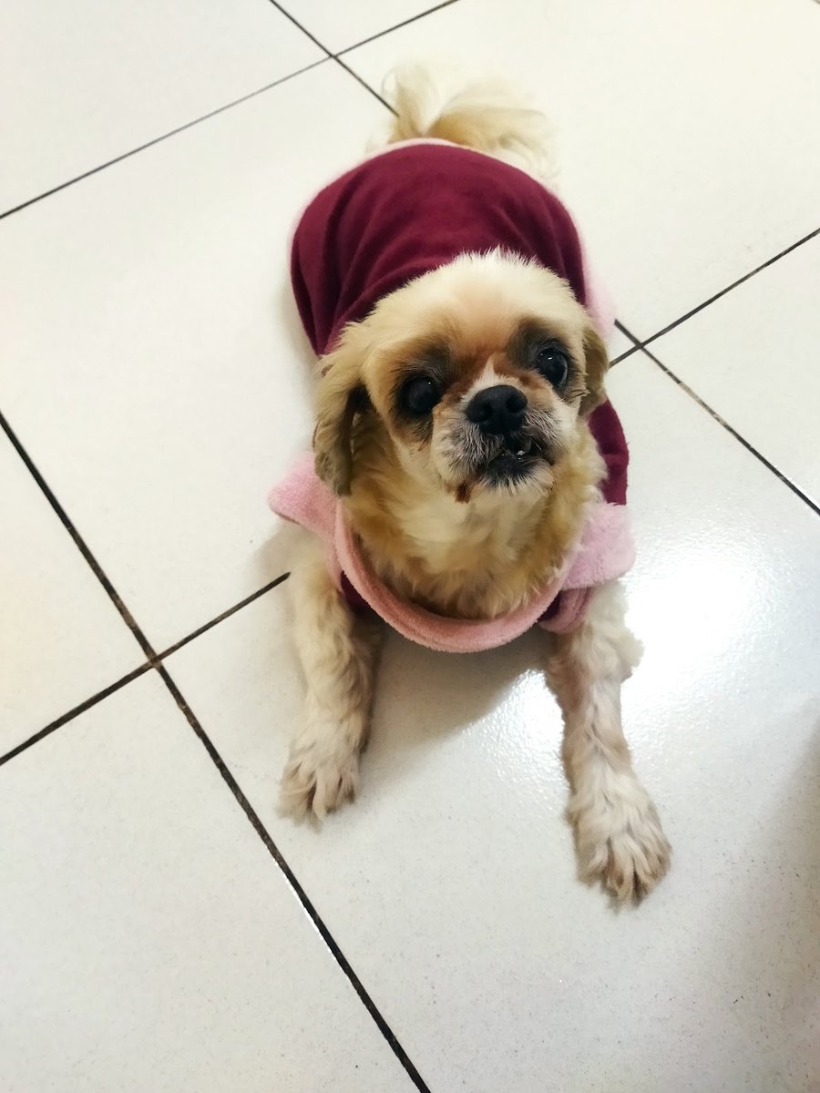 Unigran - Hospital Veterinario