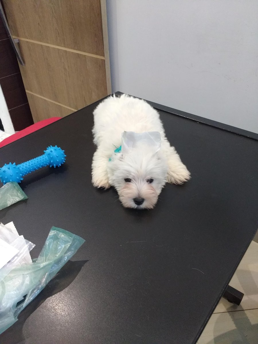 Pet Vet California - Unidade 2