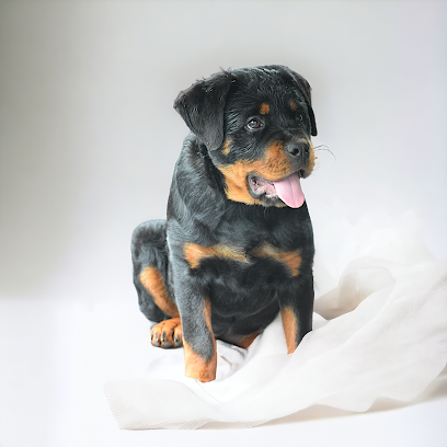Neo the One Rottweilers & Training