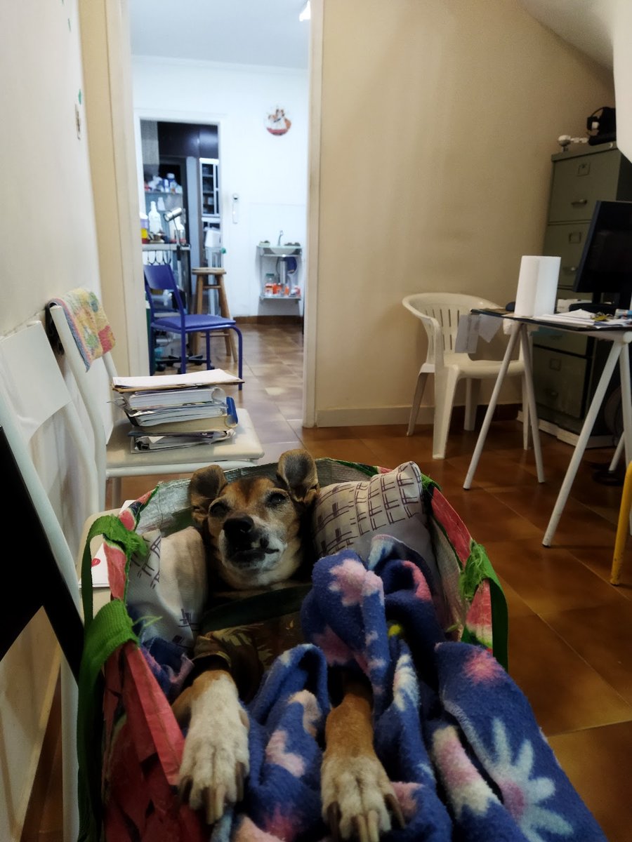 Veterinário Dr. Luís Eduardo de Pinho Gonçalves