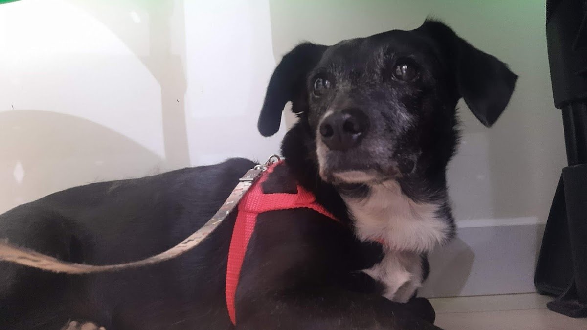 Clínica Veterinária do Ari