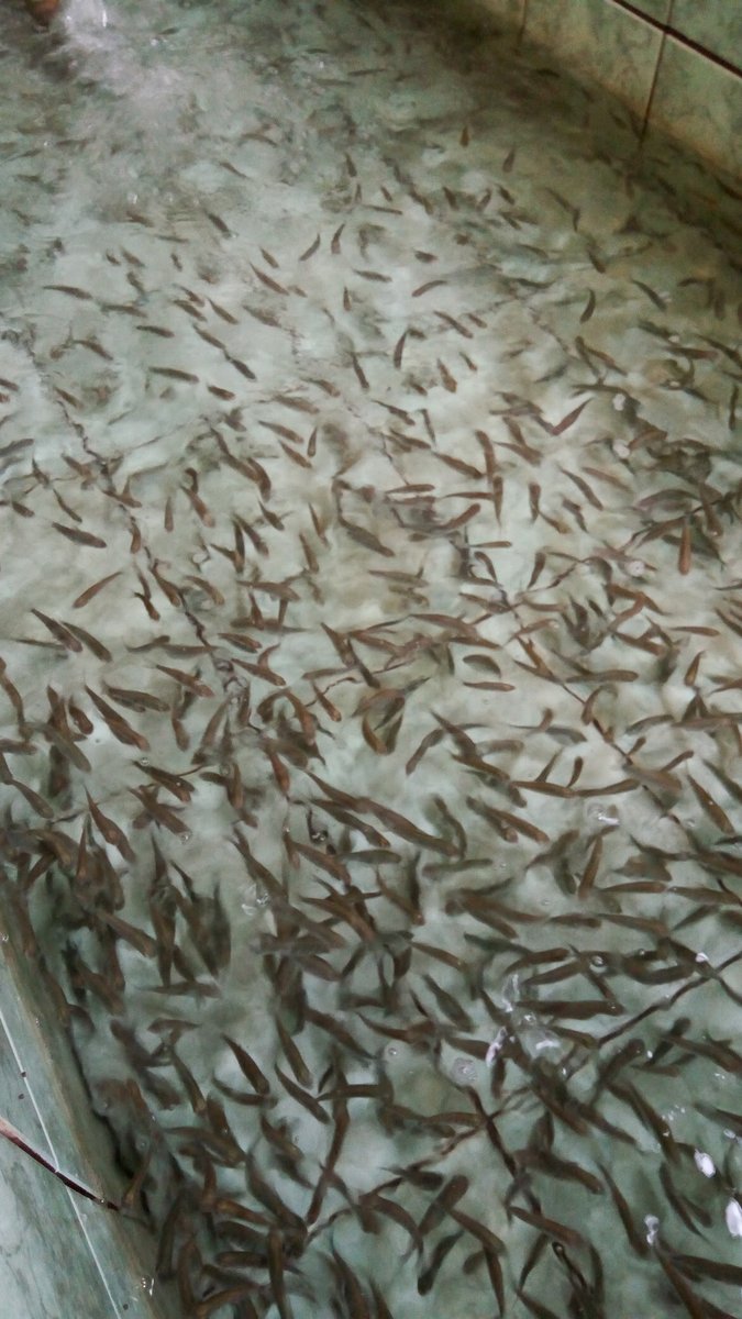 Piscicultura Schneider