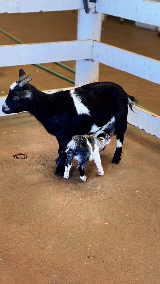 Hospital Veterinário UNICASTELO