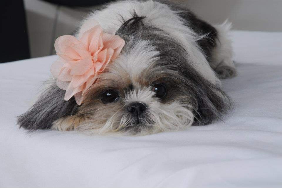 Pets Centro Estetica Animal