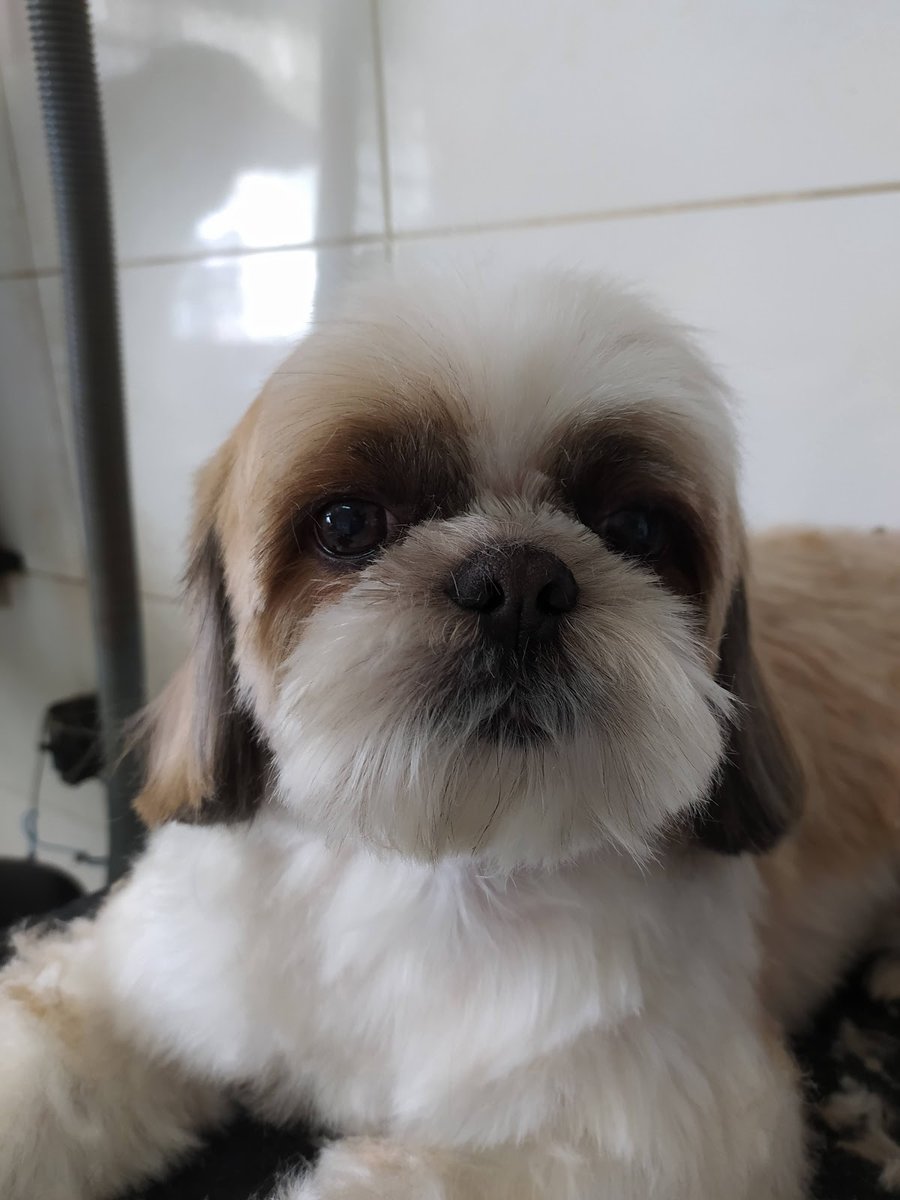 Euler Veterinário - Vetcenter