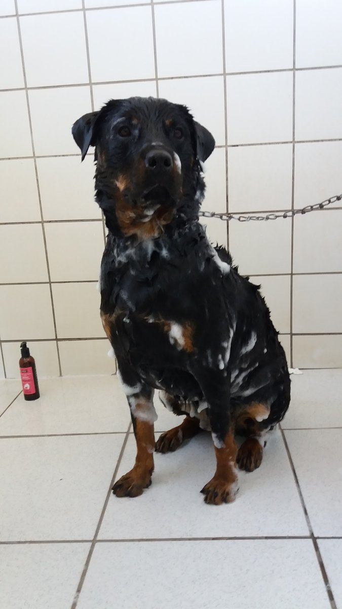 Veterinary clinic Clinicão