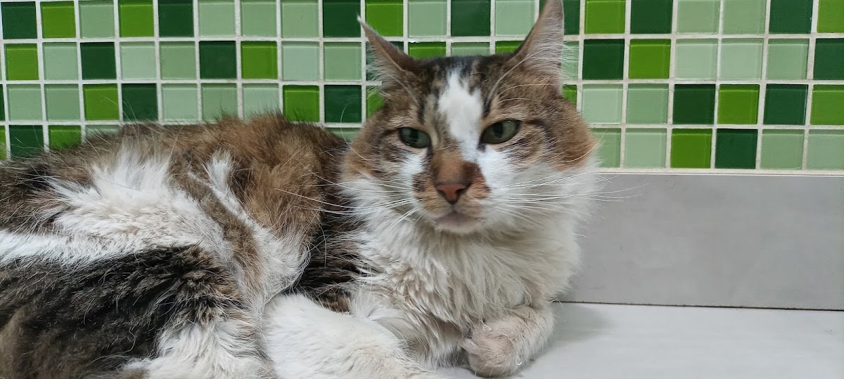 Clinica Veterinaria Reino Aminal