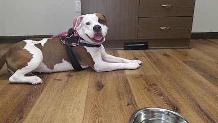 Premier Veterinary Care