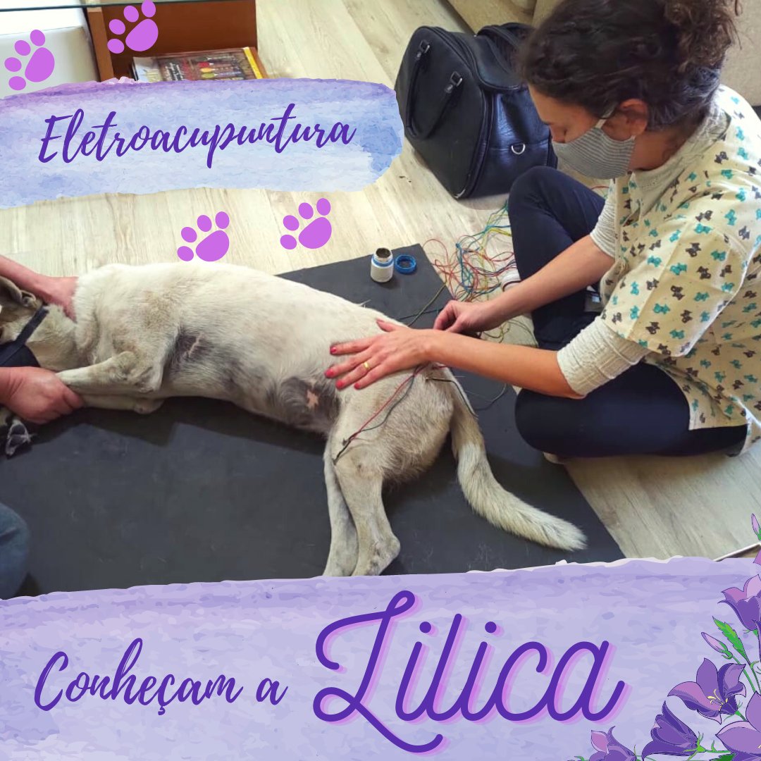 Vitae Acupuntura Veterinária