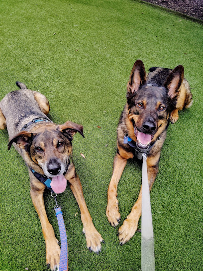 KG Services Pet Care