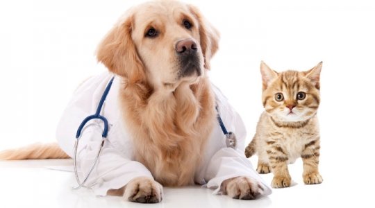 Consultório Veterinário Bicho Mania