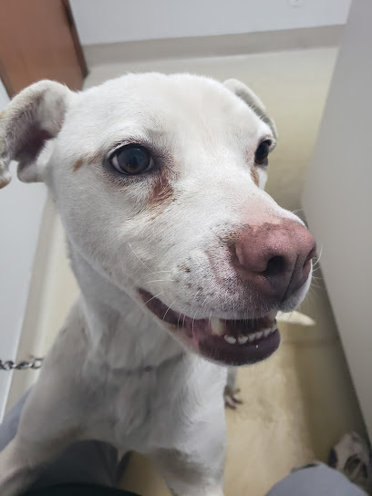 VCA Welborn Animal Hospital