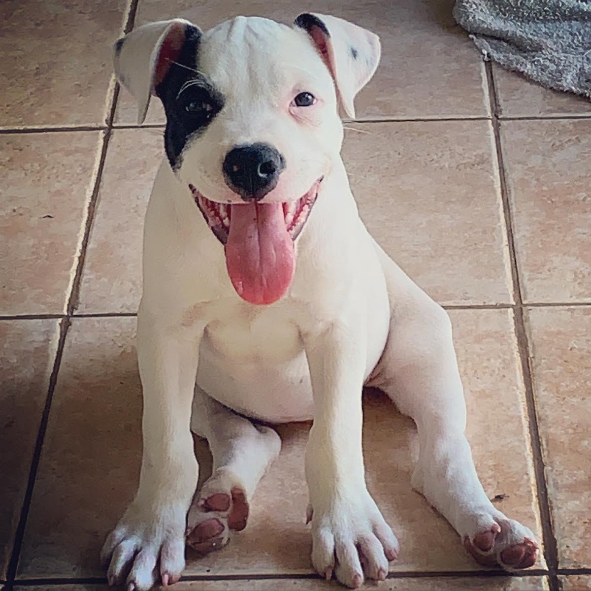 Afagos Clínica Veterinária