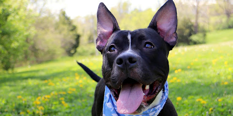 Humane Society of Greater Kansas City