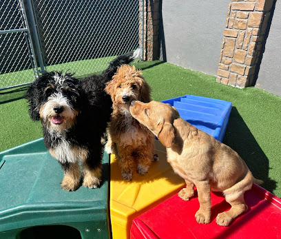Under The Sun Dog Training and Daycare