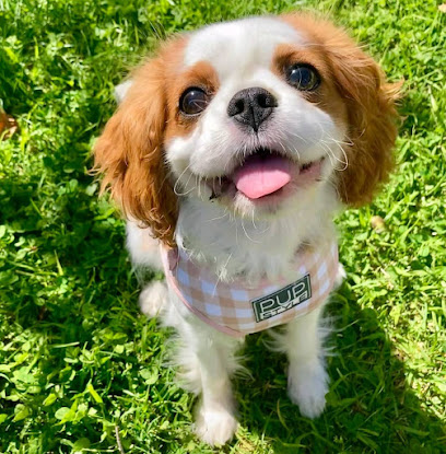 Colorado Dog's And Puppies