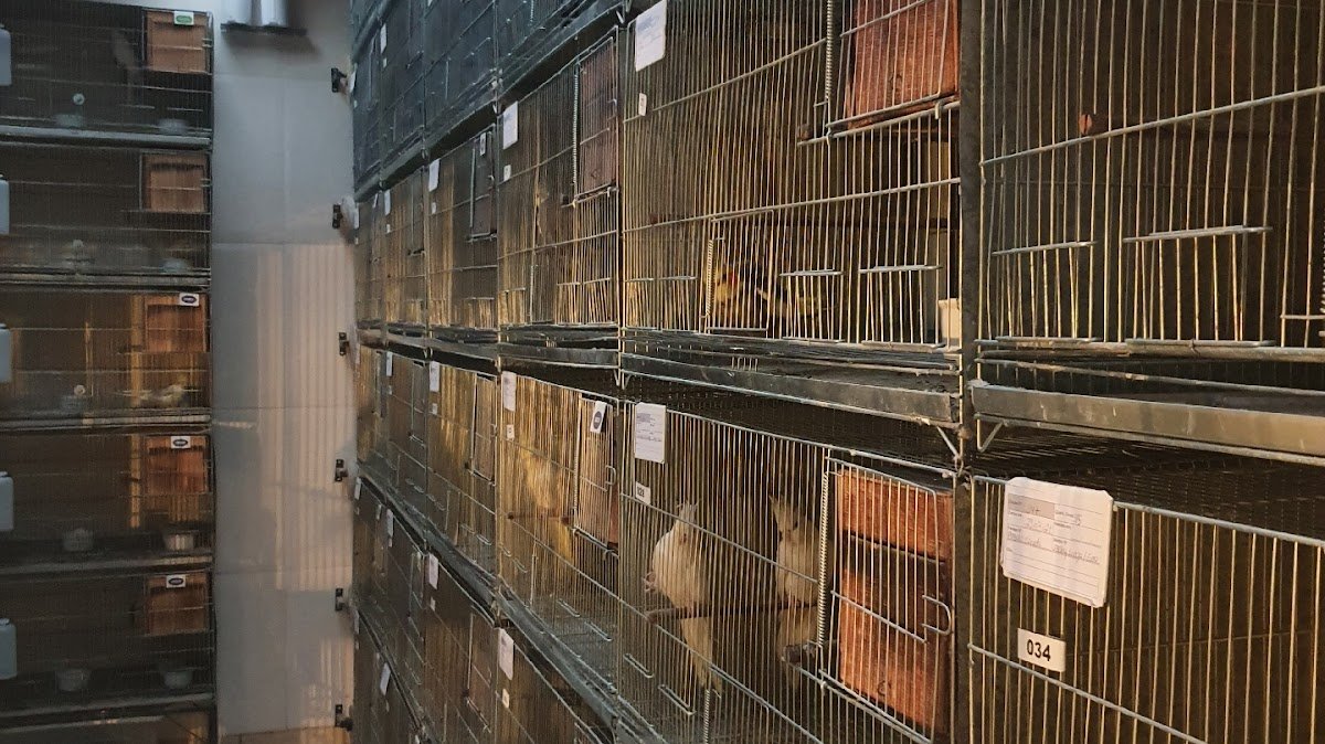 Cockatiels, lovebirds, ring necks, rosellas.