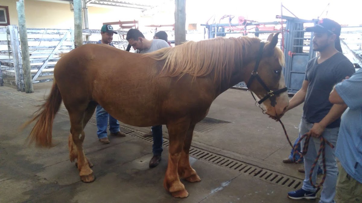 Medicina Veterinária