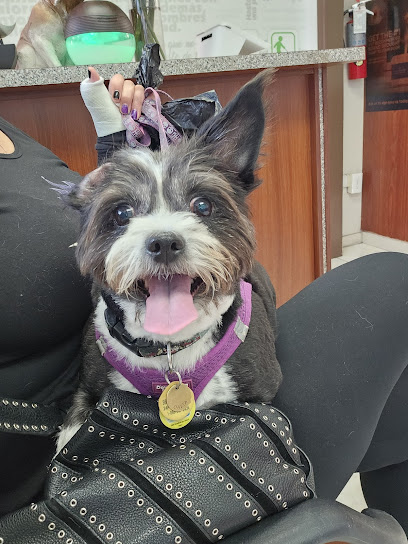 Lidia's Pet Grooming