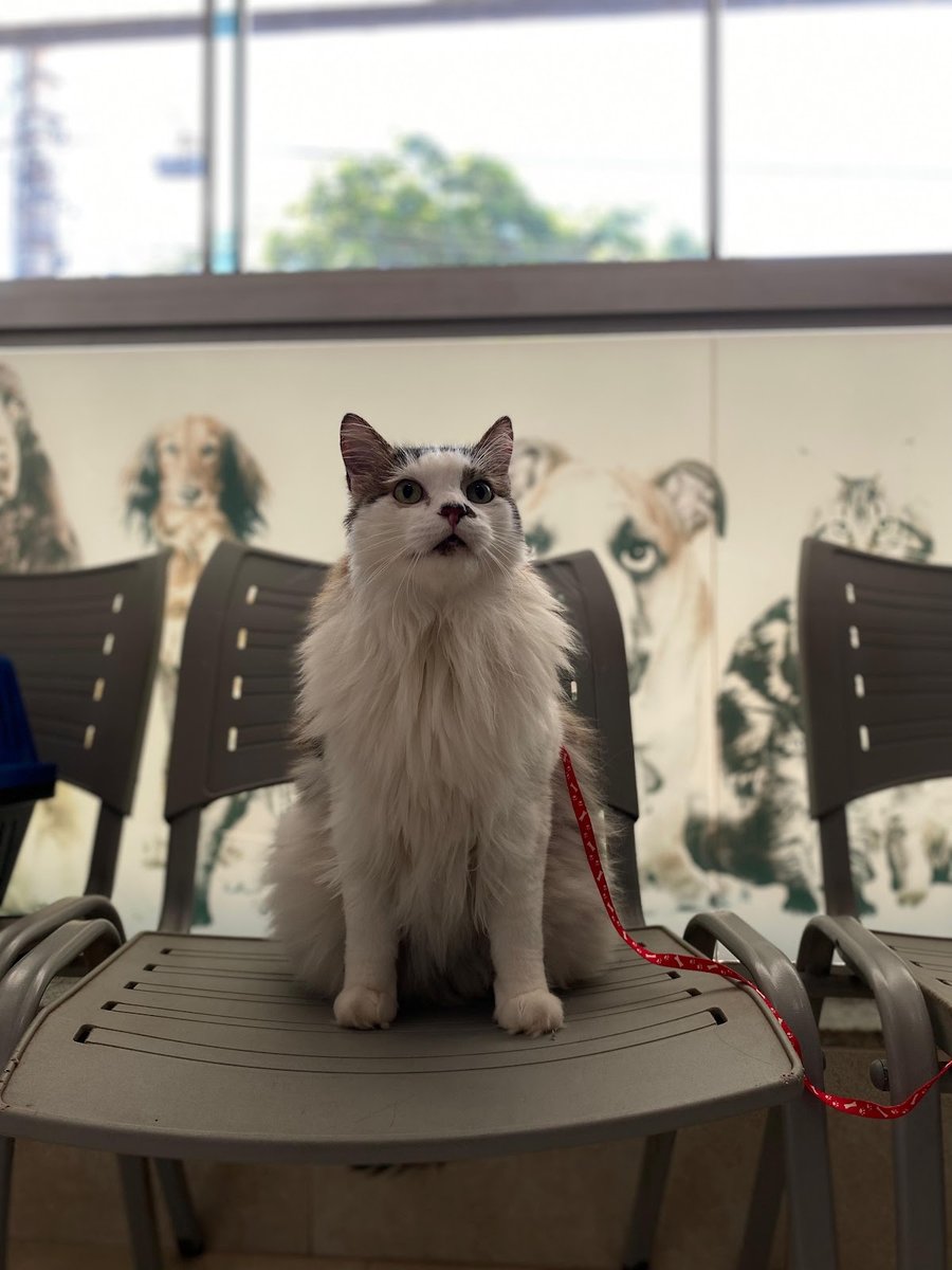 Zoocenter Veterinária de Ubá