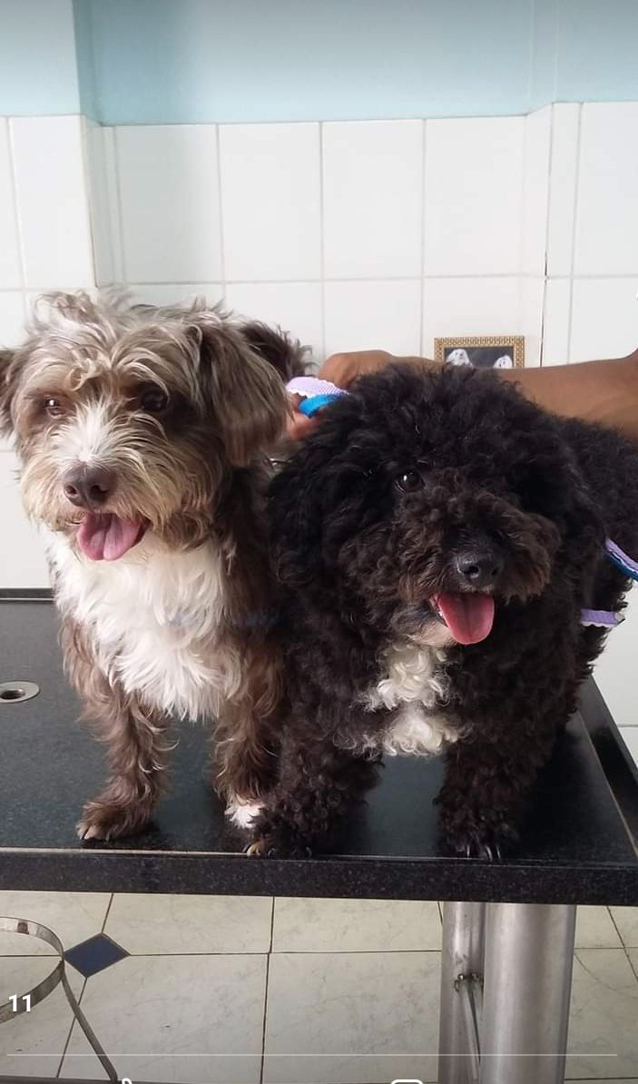 Clínica Veterinária Sertãozinho