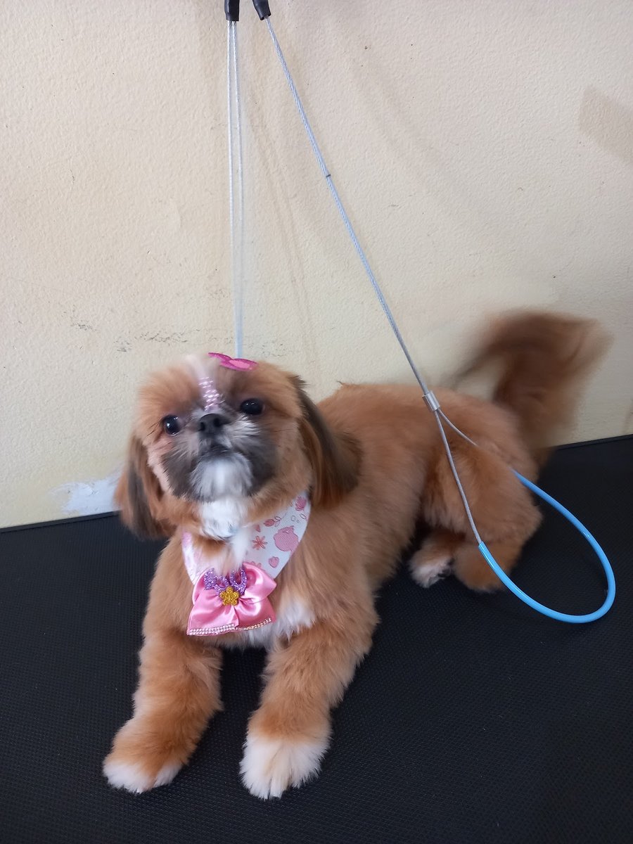 Pet Shop Au-Au Brasil