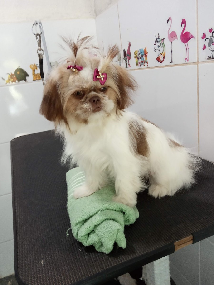 PARA BICHOS Clínica e Farmácia Veterinária