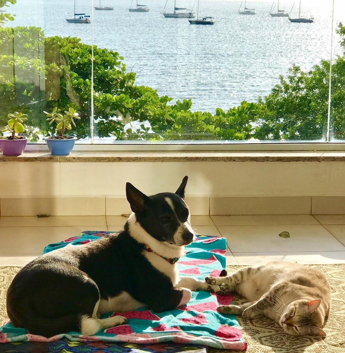 Veterinária Santa Clara