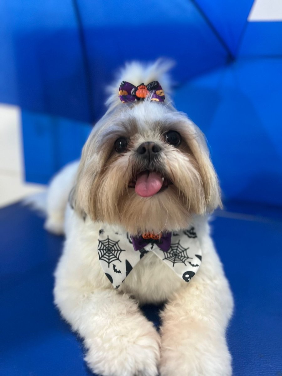 Clínica Veterinária e Pet Shop Saúde Animal