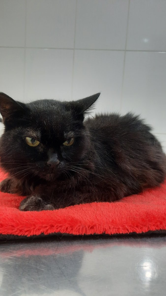 Clinica Veterinaria Formosa