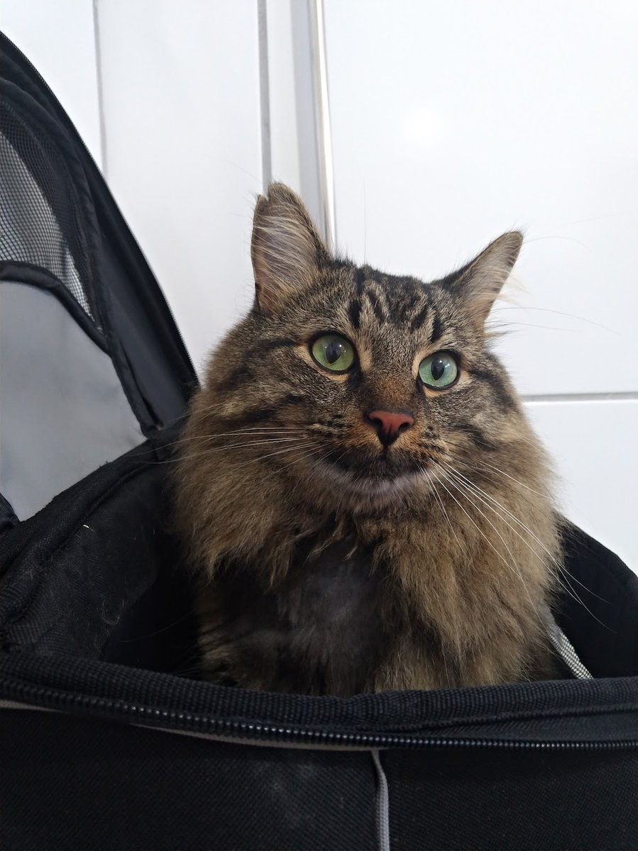 Climev - Clínica Veterinária