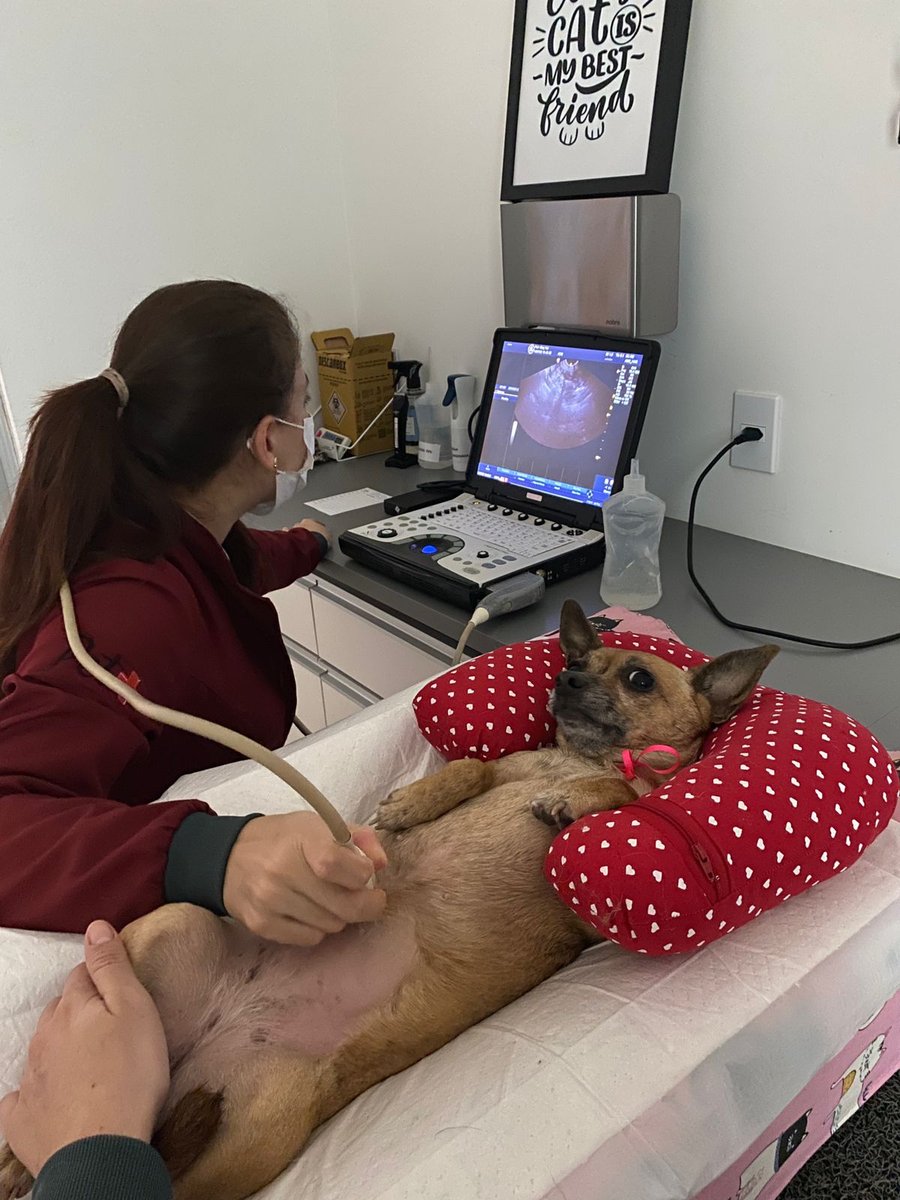 Clínica Veterinária Pet Sul