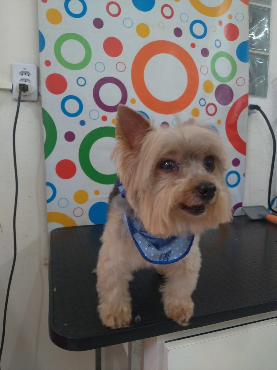 Pet-Shop Banho E Tosa