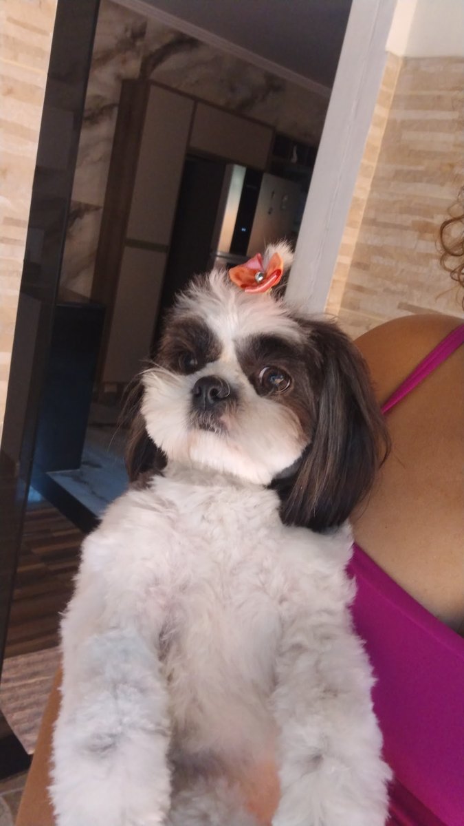 Banho & Tosa Petshop Amigo Feliz