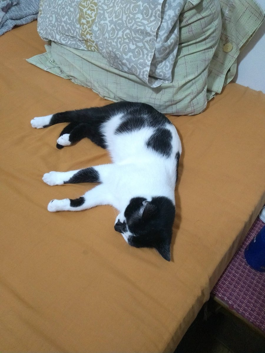 Veterinária Mosela - Dr. Ronaldo Nassif