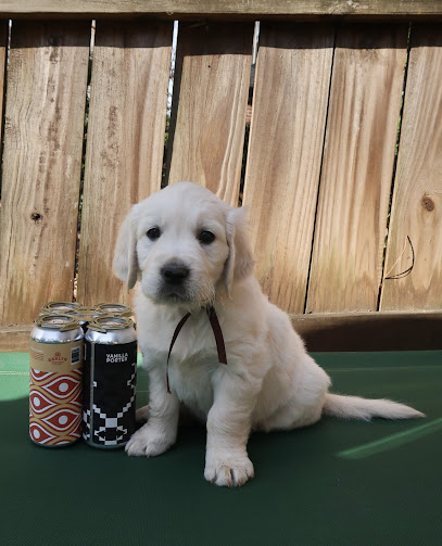Alpine Sky Goldens (Raleigh, NC)
