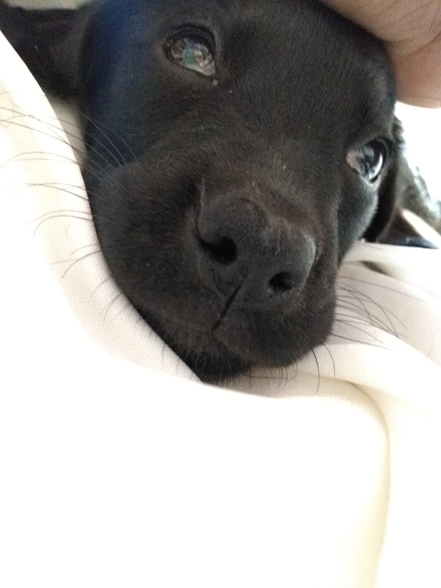 ITAVET Clínica Veterinária