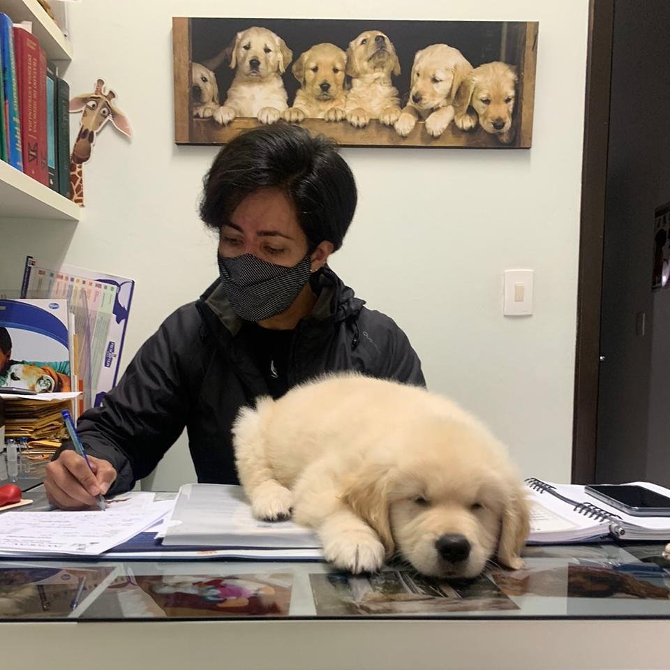 Clínica Veterinária Doctor Dog