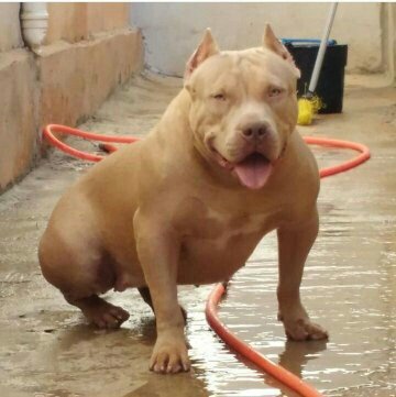 Canil Monster Minas Bull